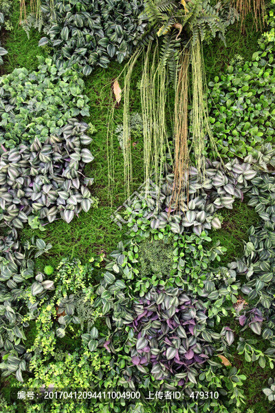 綠色植物墻,植物墻,花卉墻