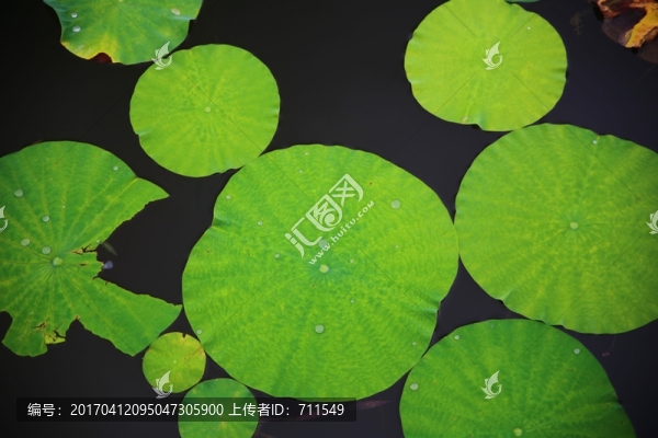 碧綠荷葉