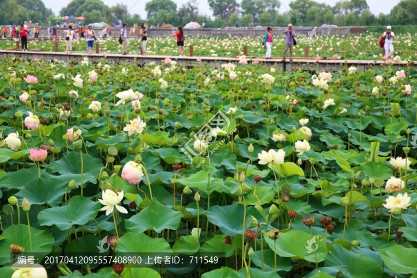 焦崗湖荷花游人