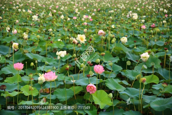 一池荷花