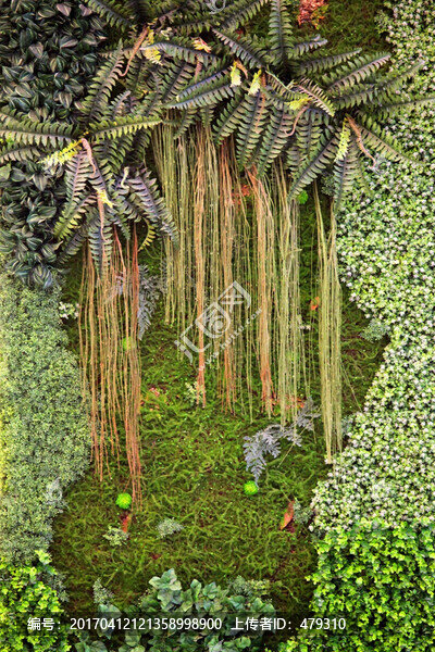 綠色植物墻,植物墻
