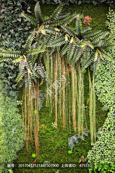 綠色植物墻,植物墻,花卉墻