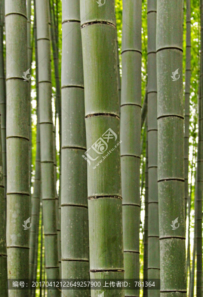 竹子