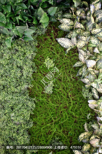 綠色植物墻