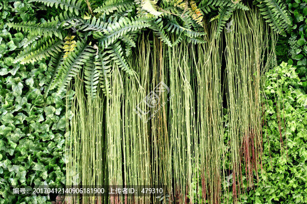綠色植物墻