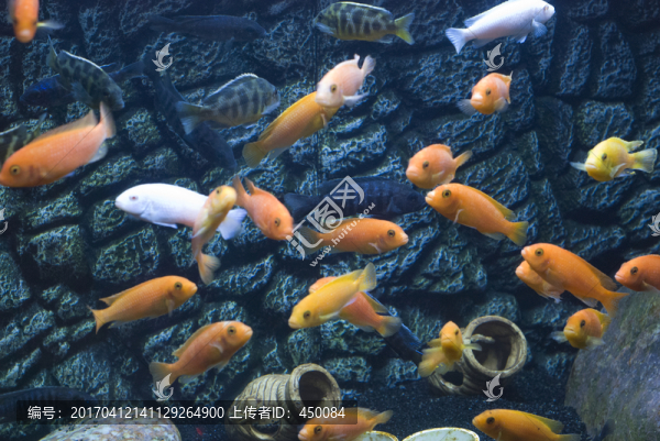 觀賞魚