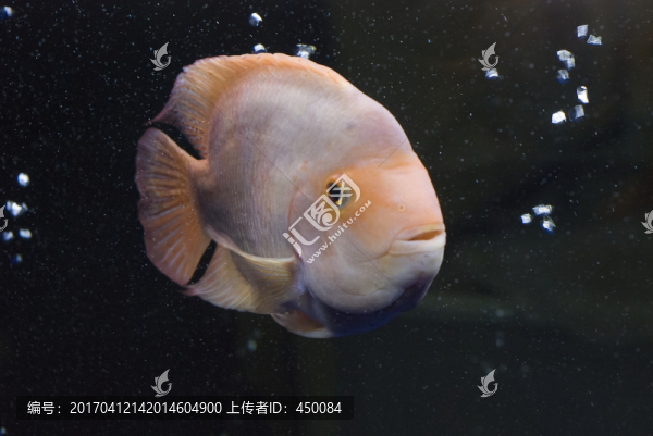 紅魔鬼魚
