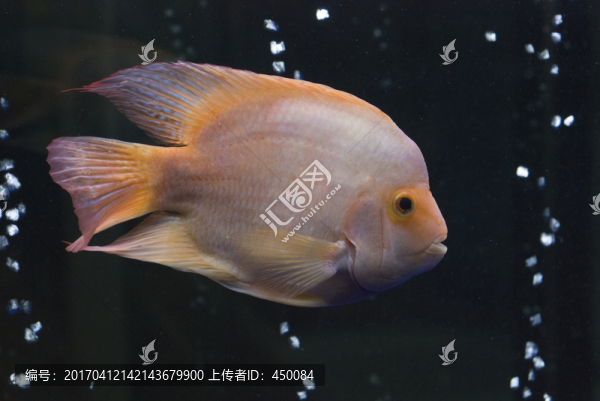 紅魔鬼魚