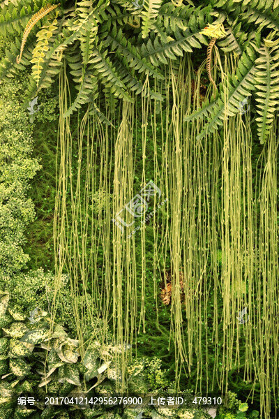 綠色植物墻