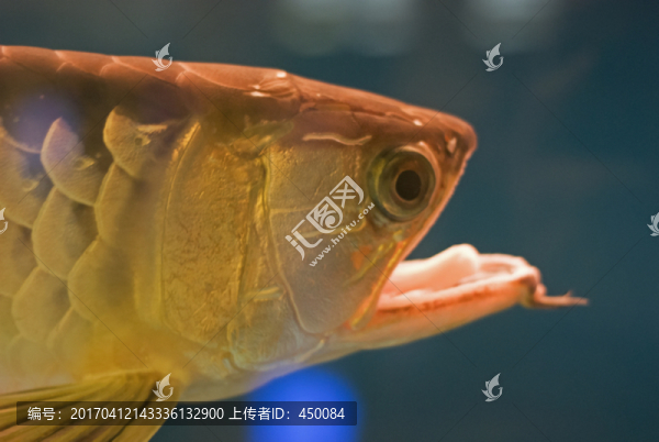 怪魚