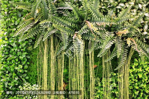 綠色植物墻,植物墻,花卉墻