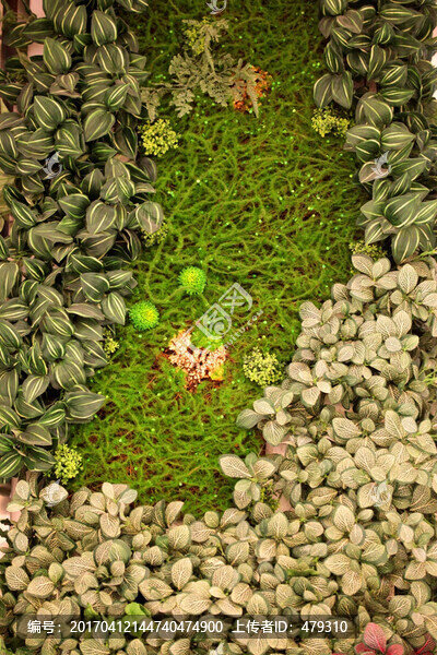 綠色植物墻,植物墻,花卉墻