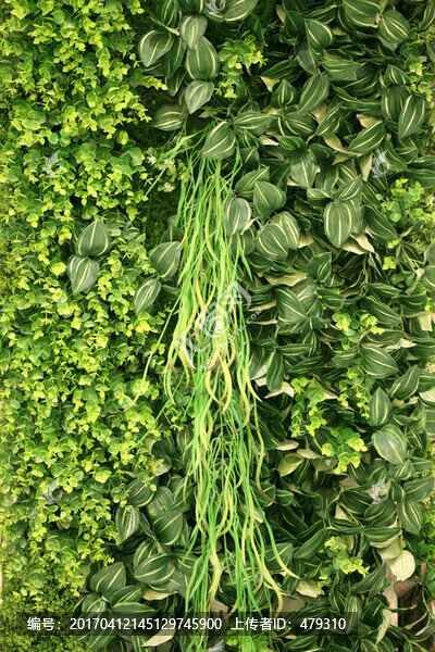 綠色植物墻,植物墻