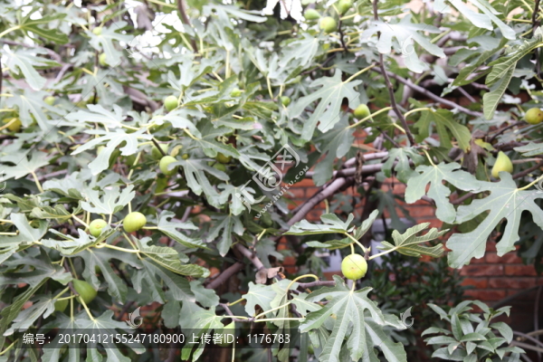 無花果樹