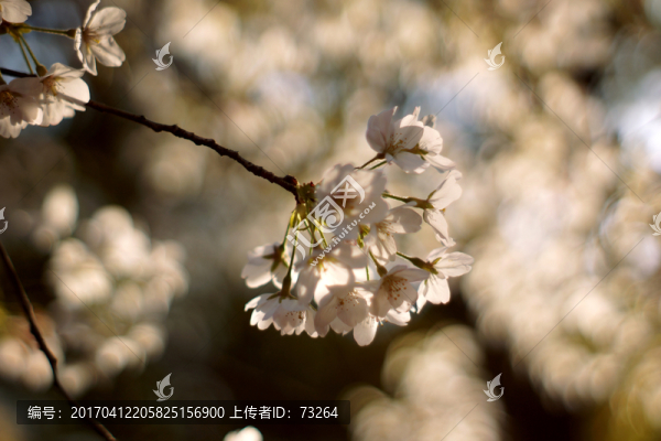 櫻花