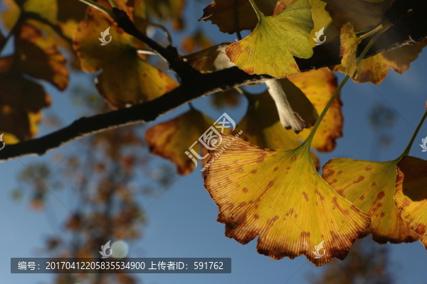 銀杏葉