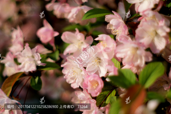 海棠花