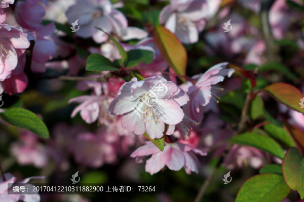 海棠花
