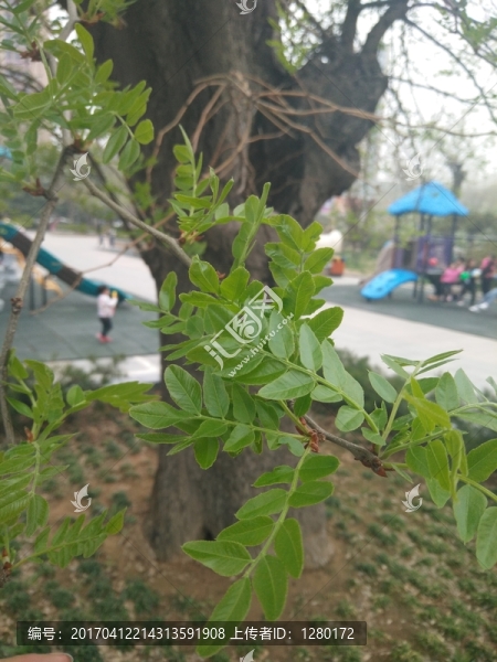 綠葉,樹(shù)枝,枝葉
