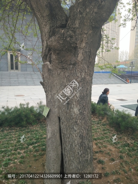 大樹,古樹