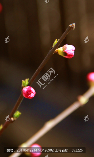 鮮花