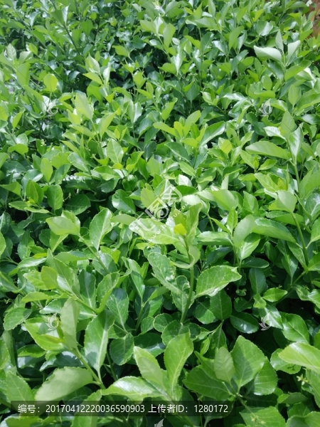 植物墻,綠化帶