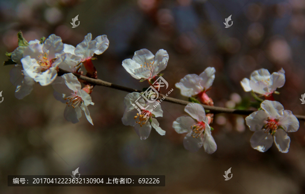 鮮花