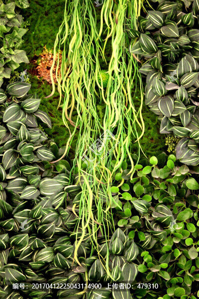 綠色植物墻,植物墻,花卉墻