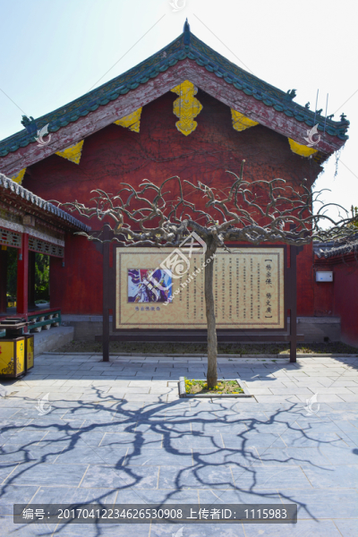 植物光影,古建筑