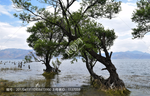 大理洱海,海舌生態(tài)園