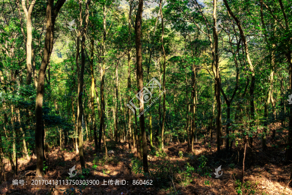 山林
