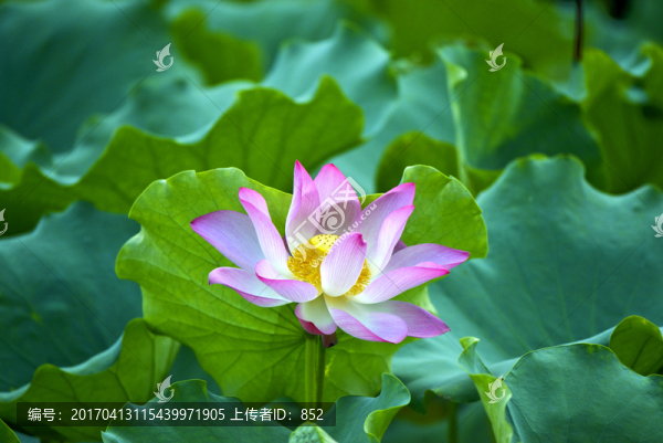 詠荷