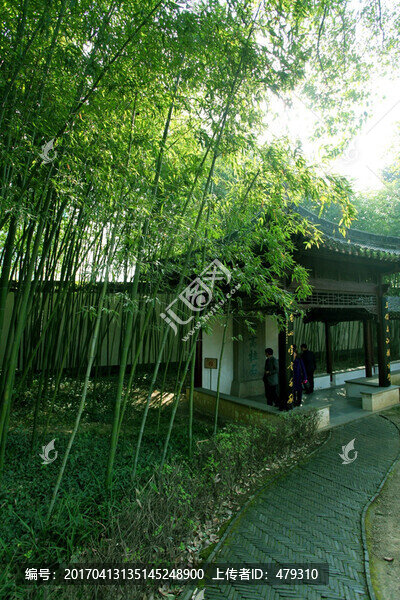 竹子,竹林,竹,植物,綠色