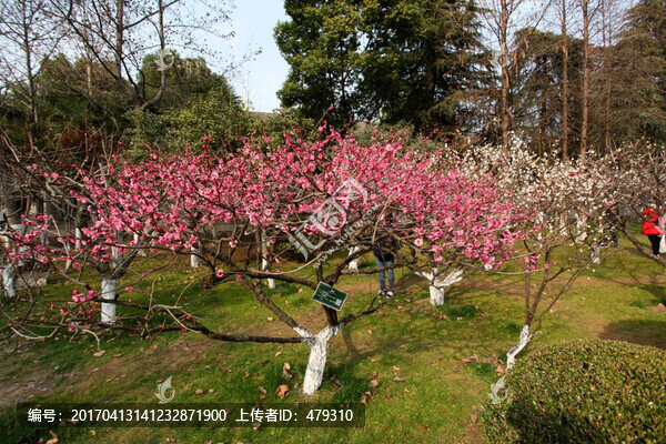 紅梅花,梅花