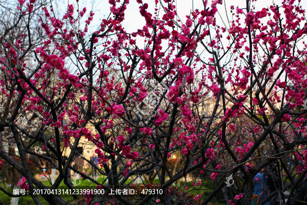 紅梅花