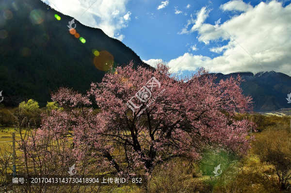 林芝春色