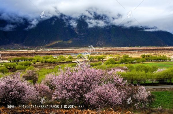 林芝桃花溝
