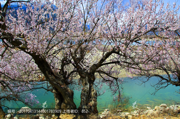 西藏林芝桃花林