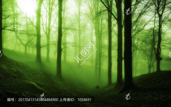 樹林