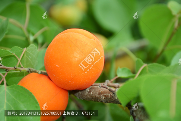 杏子