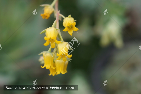 多肉花卉,多肉花劍