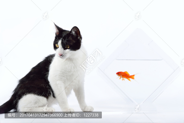 貓