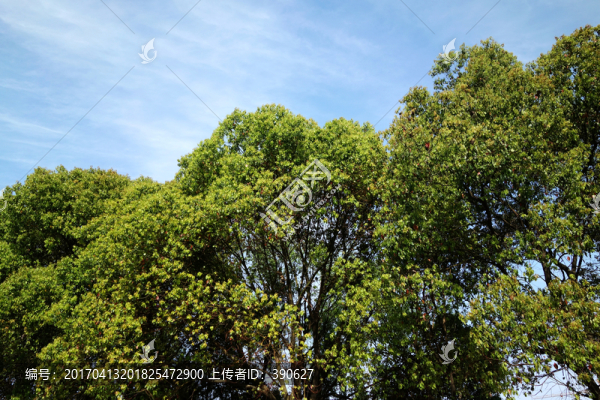 樹枝樹葉樹冠