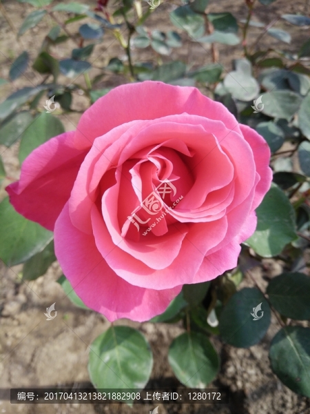 玫瑰花