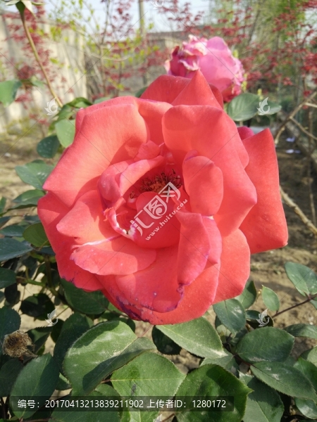 玫瑰花
