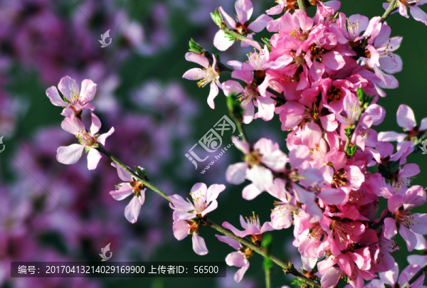 榆葉梅