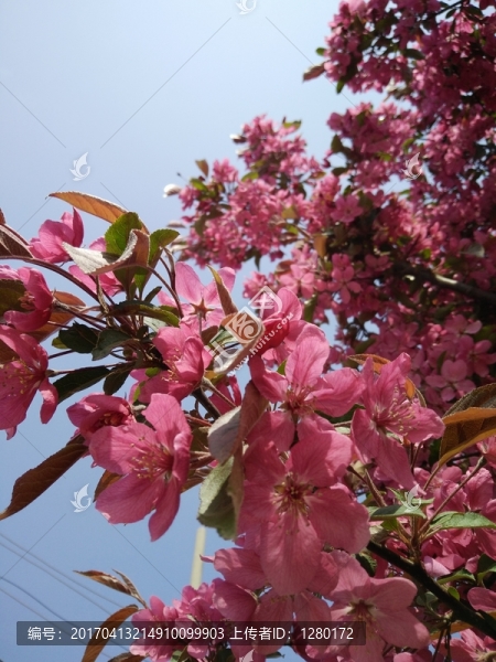 桃花,碧桃花
