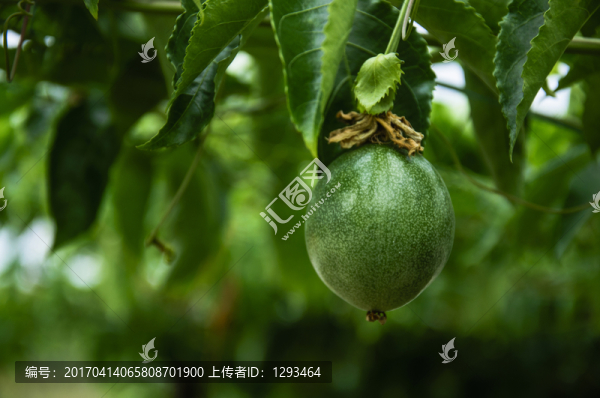 百香果