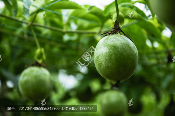 百香果