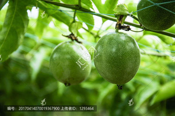 百香果
